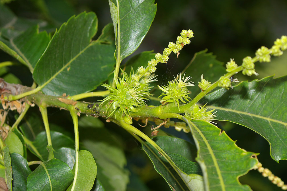 Castanea sativa / Castagno comune